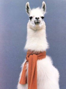 llama with scarf