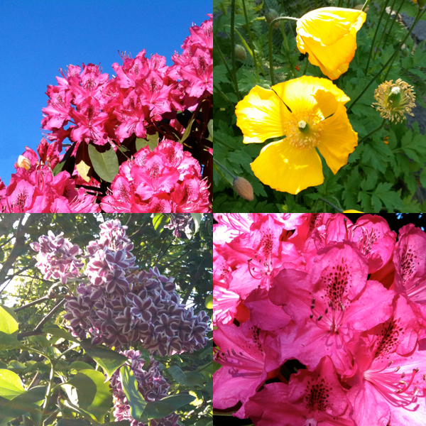 fredsgarden flowers in a girl named fred's garden